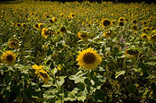 Field Of Sunflowers